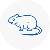 Rat Control Ambleside