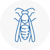 Ambleside Wasp Nest Removal